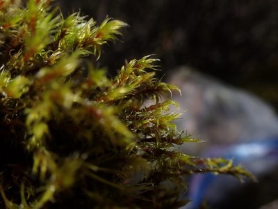 Niphotrichum ericoides, photographed by Randal