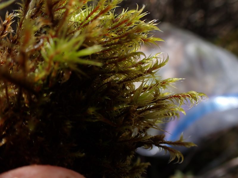 Niphotrichum ericoides, photographed by Randal