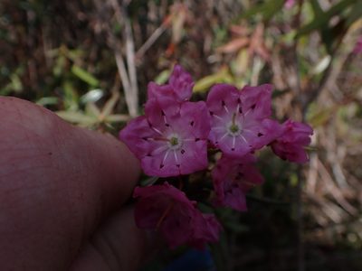 Kalmia microphylla, photographed by Randal