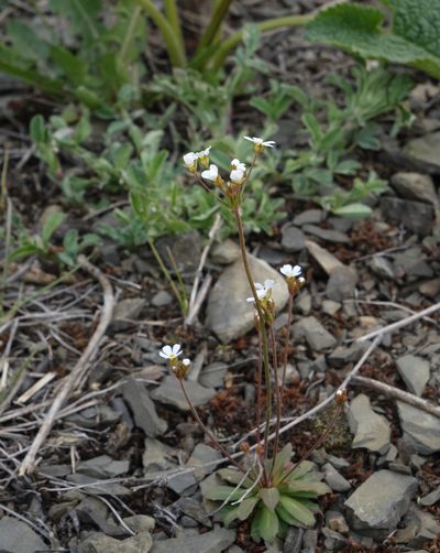 Androsace lactiflora, photographed by Oleg Kosterin