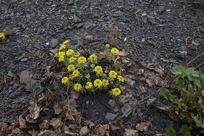 Alyssum lenense, photographed by Oleg Kosterin