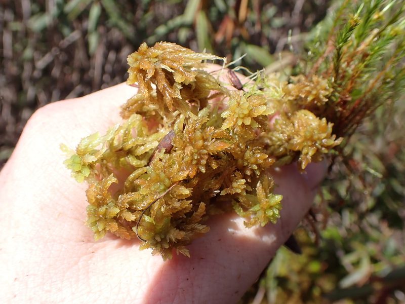 Sphagnum palustre, photographed by Randal