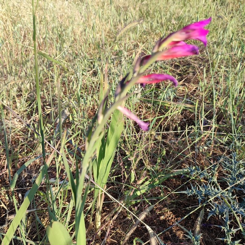 Gladiolus italicus, photographed by Quentin Groom