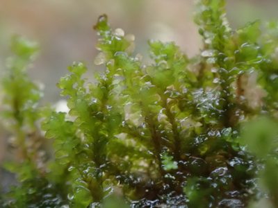 Diplophyllum obtusifolium, photographed by Randal