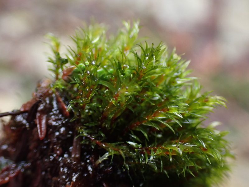 Pohlia longibracteata, photographed by Randal