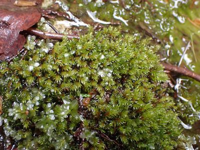 Pohlia longibracteata, photographed by Randal