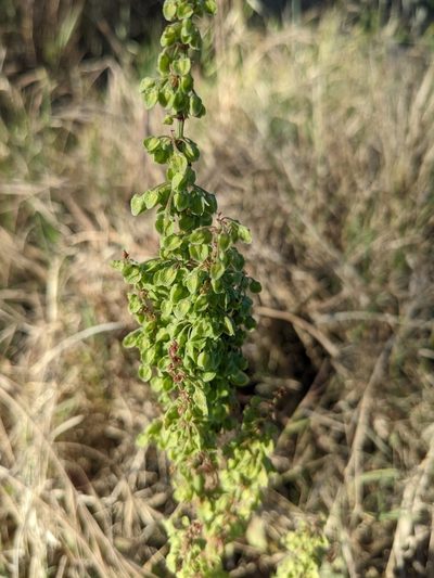 Rumex salicifolius, photographed by jen