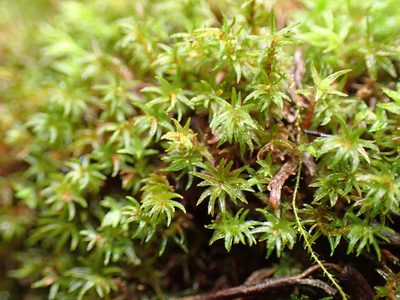 Oligotrichum aligerum, photographed by Randal