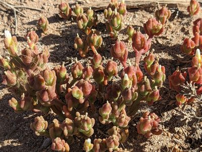 Mesembryanthemum nodiflorum, photographed by jen