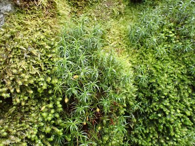 Polytrichastrum alpinum, photographed by Randal