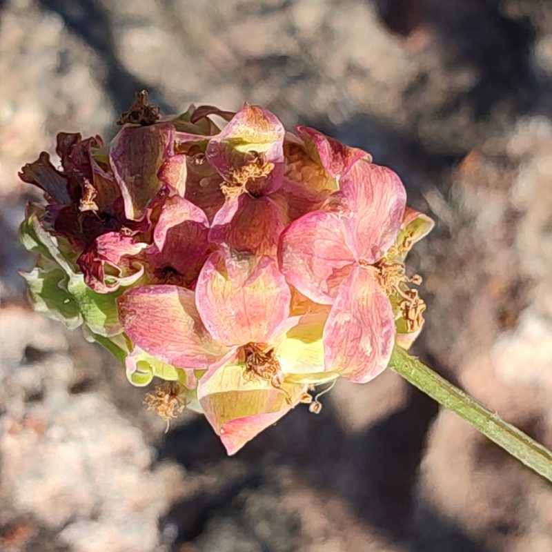 Sanguisorba verrucosa, photographed by Quentin Groom