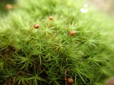 Bartramia pomiformis, photographed by Randal
