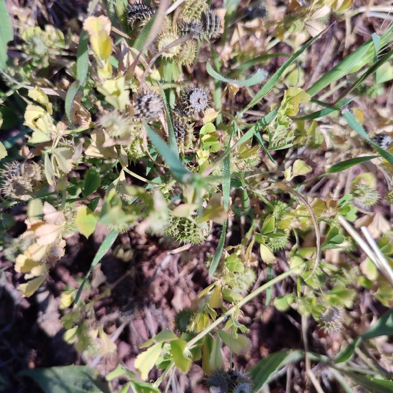 Medicago polymorpha, photographed by Quentin Groom