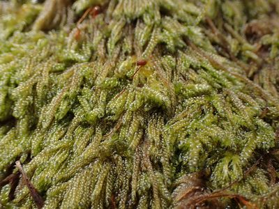 Trochophyllohypnum circinale, photographed by Randal
