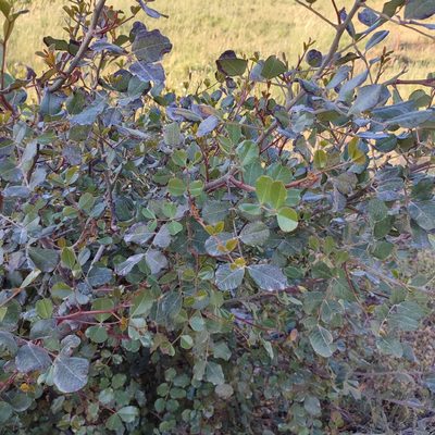 Ceratonia siliqua, photographed by Quentin Groom