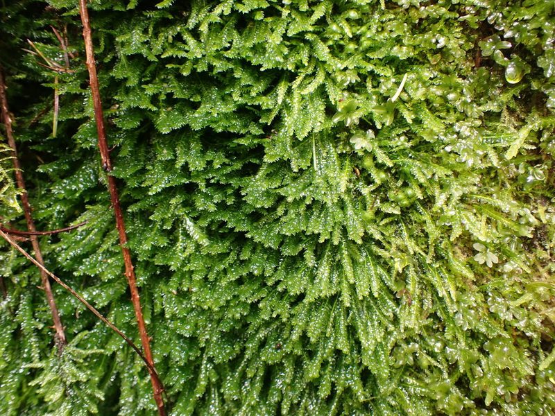 Plagiothecium denticulatum, photographed by Randal