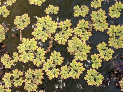 Azolla filiculoides
