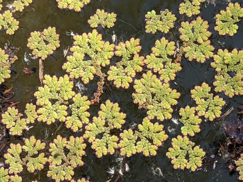Azolla filiculoides, photographed by jen