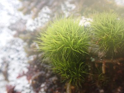 Orthodicranum tauricum, photographed by Randal