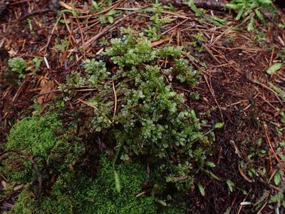Rhizomnium glabrescens, photographed by Randal