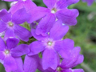Verbena bipinnatifida, photographed by Kane Sandoval