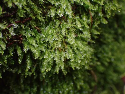Tetraphis pellucida, photographed by Randal