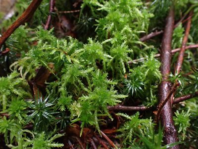 Sphagnum squarrosum, photographed by Randal