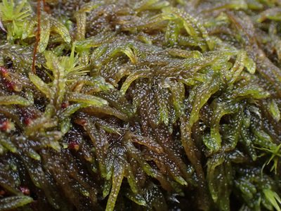 Trochophyllohypnum circinale, photographed by Randal