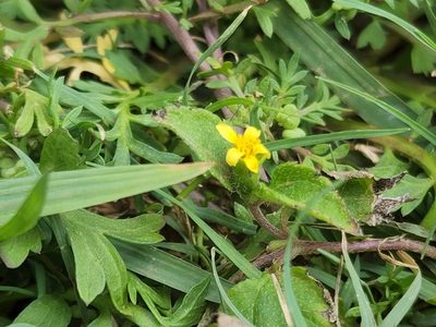 Calyptocarpus vialis, photographed by Tyler Bishop