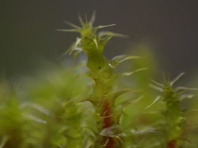 Rhytidiadelphus squarrosus, photographed by Randal