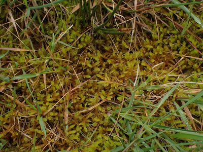 Pseudoscleropodium purum, photographed by Randal