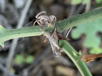 Smilax bona-nox, photographed by Kane Sandoval