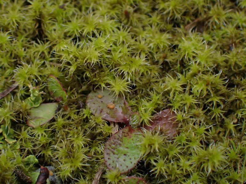 Niphotrichum elongatum, photographed by Randal