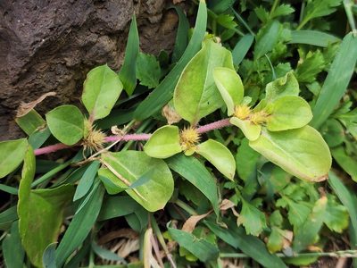 Alternanthera pungens, photographed by Tyler Bishop