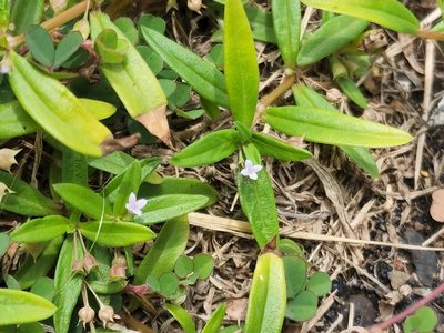 Oldenlandia corymbosa, photographed by Tyler Bishop