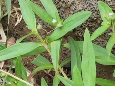 Oldenlandia corymbosa, photographed by Tyler Bishop