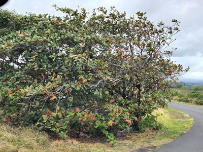 Terminalia catappa, photographed by Tyler Bishop