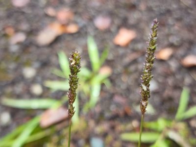 Sacciolepis indica, photographed by Tyler Bishop