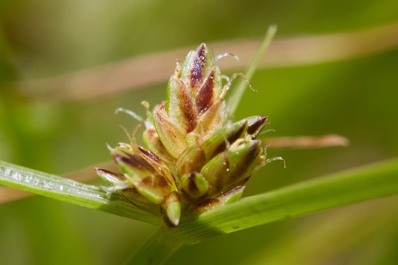 Cyperus melanostachyus, photographed by Ken-ichi Ueda