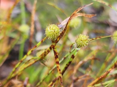 Cyperus brevifolius, photographed by Tyler Bishop
