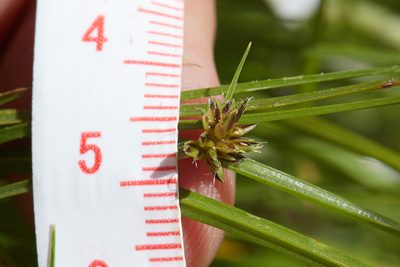 Cyperus melanostachyus, photographed by Ken-ichi Ueda