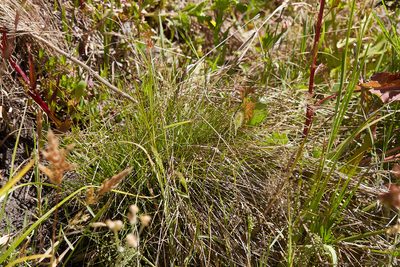 Cyperus melanostachyus, photographed by Ken-ichi Ueda