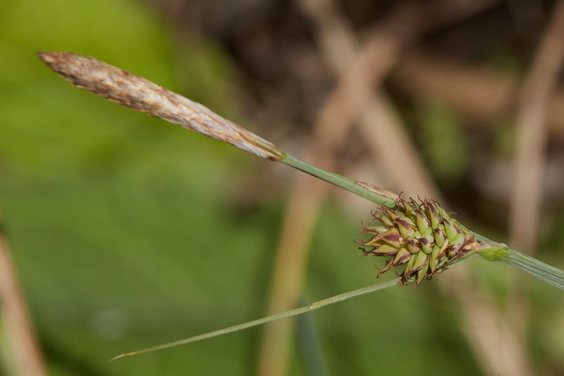 Carex serratodens, photographed by Ken-ichi Ueda