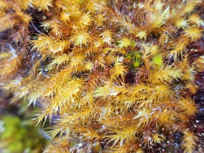 Pyrrhobryum spiniforme, photographed by Tyler Bishop
