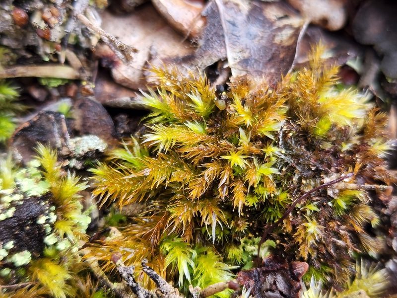 Pyrrhobryum spiniforme, photographed by Tyler Bishop