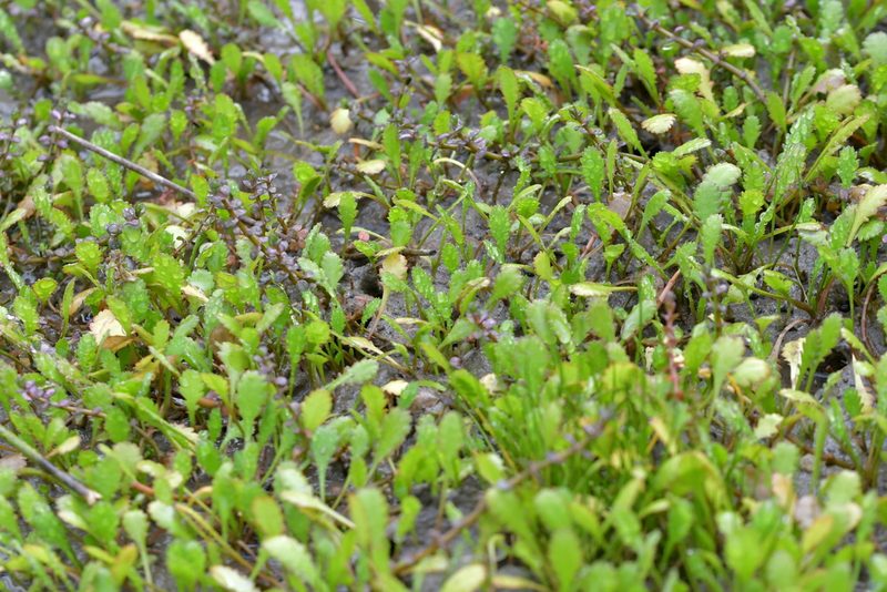 Leptinella dioica, photographed by Christopher Stephens