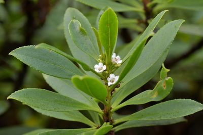 Myoporum laetum, photographed by Christopher Stephens