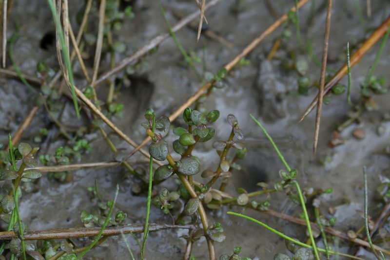 Thyridia repens, photographed by Christopher Stephens