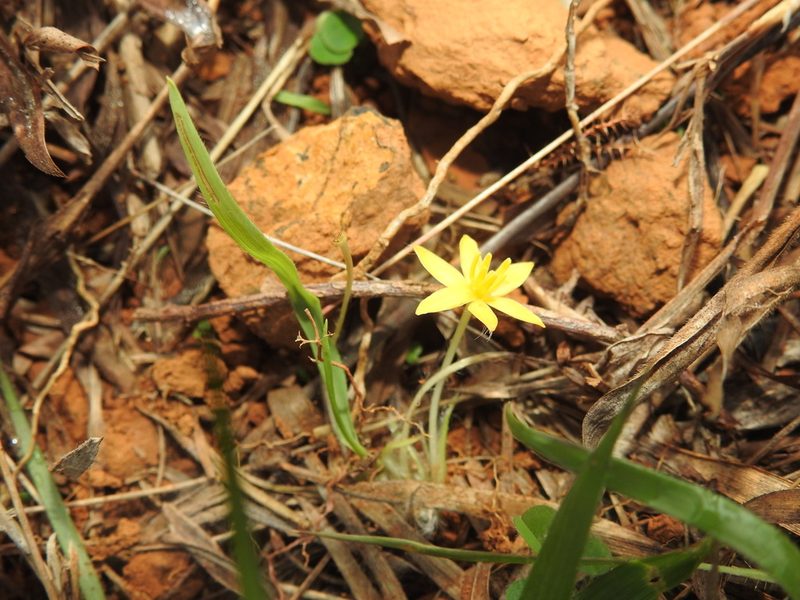Curculigo orchioides, photographed by Hopeland
