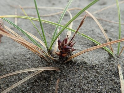 Carex pumila, photographed by Arnim Littek